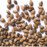 Herbal Seeds