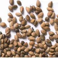 Herbal Seeds