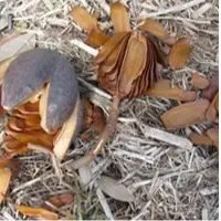 Swietenia Mahagoni Seeds