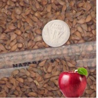 Fruit Seed