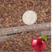 Fruit Seed