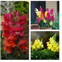 Summer Flower Seeds