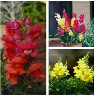 Summer Flower Seeds