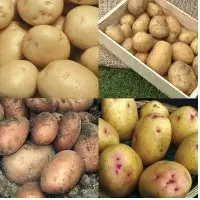 Potato Seeds