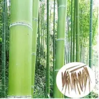 Bamboo Seed