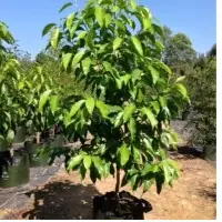 Nursery Plants