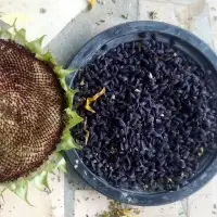 Black Sunflower Oil Seed