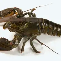 Live Atlantic Lobsters
