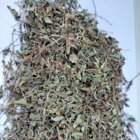 Tulsi Leaves Holy Basil