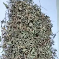Tulsi Leaves Holy Basil
