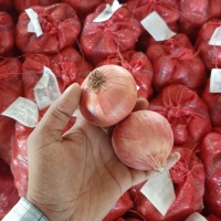 Fresh Onion