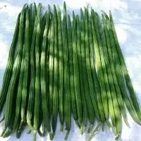 Fresh Drumsticks