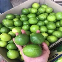 Fresh Lemon