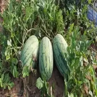Fresh Watermelon