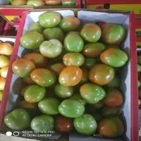 Fresh Tomato