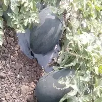 Fresh Watermelon