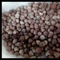 Arecanut