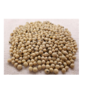 Soybean