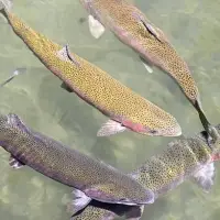 Rainbow Trout