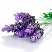 100% Pure Organic Lavender Oil