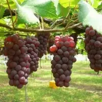 Grapes