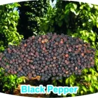 Black Pepper