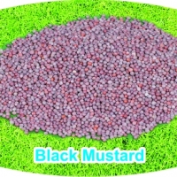 Black Mustard