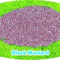 Black Mustard
