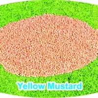 Yellow Mustard