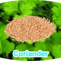 Coriander
