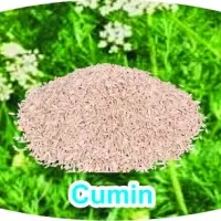 Cumin