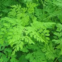 Moringa Leaves / Sticks