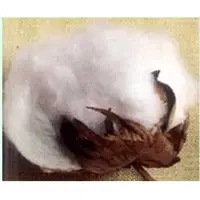 Bunny cotton