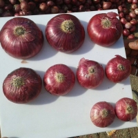 Onions