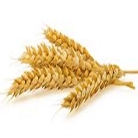 Wheat
