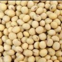 Soybean
