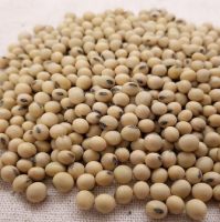 Soybean