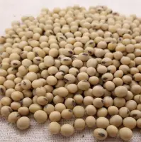 Soybean