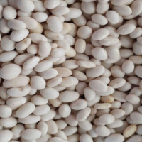 White Kidney Bean