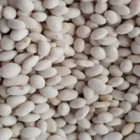 White Kidney Bean