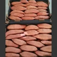 Sweet Potatoes