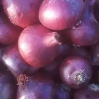 Onion