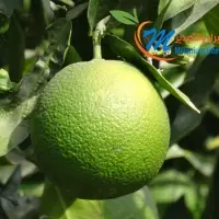 Valencia Orange