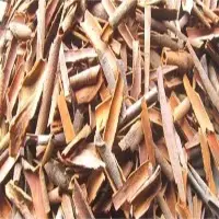 Broken Cassia