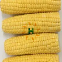 IQF Sweet Corn
