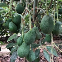 Avocado
