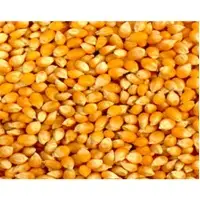 Yellow Corn/Maize