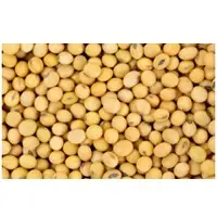 Soybean And Soy Meal