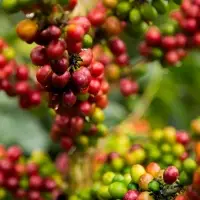 Ethiopian Sidamo Coffee Grade 2