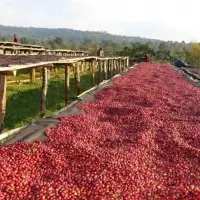 Ethiopian Limu Coffee Grade 1